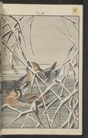 ku-speccoll:15913-202