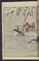 ku-speccoll:15913-203