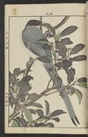 ku-speccoll:15913-205