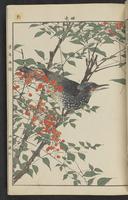 ku-speccoll:15913-207