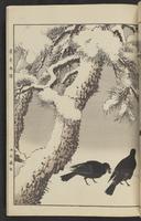 ku-speccoll:15913-209