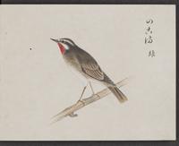 ku-speccoll:16134-11