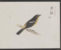 ku-speccoll:16134-13