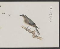 ku-speccoll:16134-15