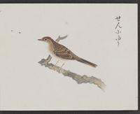 ku-speccoll:16134-17