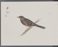 ku-speccoll:16134-18