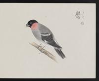 ku-speccoll:16134-31