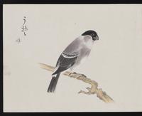 ku-speccoll:16134-32