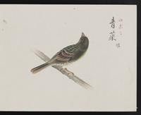 ku-speccoll:16134-33