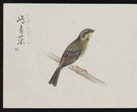 ku-speccoll:16134-34