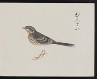 ku-speccoll:16134-35