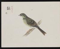 ku-speccoll:16134-36