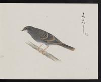 ku-speccoll:16134-37