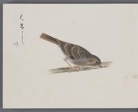 ku-speccoll:16134-38