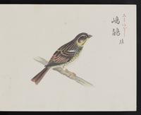 ku-speccoll:16134-39