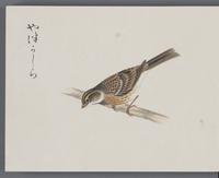 ku-speccoll:16134-40