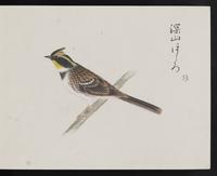 ku-speccoll:16134-41