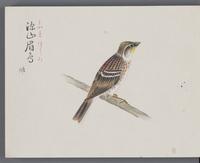 ku-speccoll:16134-42