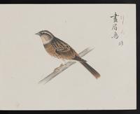 ku-speccoll:16134-43