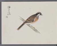 ku-speccoll:16134-44