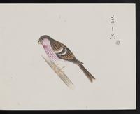 ku-speccoll:16134-45