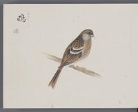 ku-speccoll:16134-46