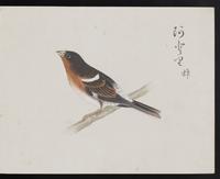 ku-speccoll:16134-47