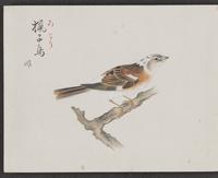 ku-speccoll:16134-48