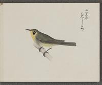 ku-speccoll:16134-55