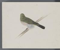 ku-speccoll:16134-58