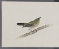 ku-speccoll:16134-60