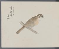 ku-speccoll:16134-62