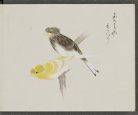 ku-speccoll:16134-65