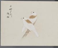 ku-speccoll:16134-66