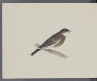 ku-speccoll:16134-70