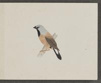 ku-speccoll:16134-71