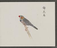 ku-speccoll:16134-73