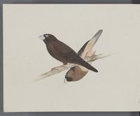 ku-speccoll:16134-74