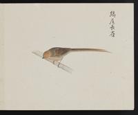 ku-speccoll:16134-75