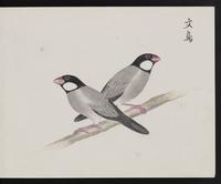 ku-speccoll:16134-77