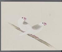 ku-speccoll:16134-80