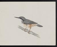 ku-speccoll:16134-81