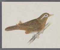 ku-speccoll:16134-82