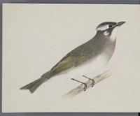 ku-speccoll:16134-84