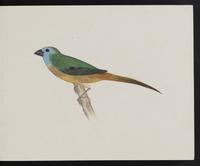 ku-speccoll:16134-85