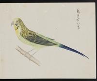 ku-speccoll:16134-87