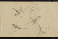 ku-speccoll:16226-12