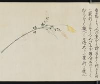 ku-speccoll:16266-13