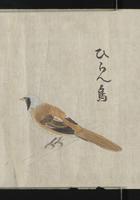 ku-speccoll:16283-10