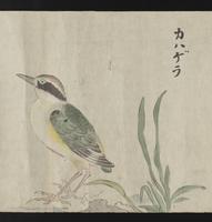 ku-speccoll:16283-17